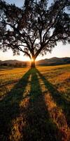 Sunset casts long shadows beneath a solitary tree photo