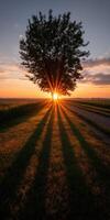 Sunset rays shine through a tree in open landscape photo
