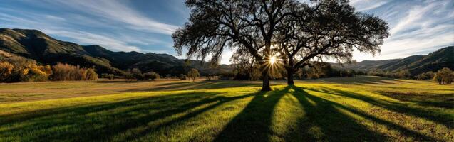 Sunlight streaming through trees in a serene landscape photo