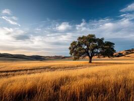 Golden fields under a blue sky with a lone tree photo