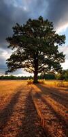 Majestic oak tree in golden field during sunset photo