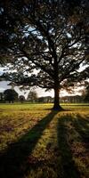 Sunset casting long shadows under a large oak tree photo