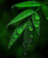 Green leaves covered in water droplets after rain photo