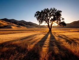 Sunlight casts long shadows over a lone tree landscape photo