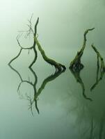 Two dead trees in the fog on a lake photo