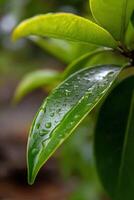 Fresh raindrops on vibrant green leaf close-up photo