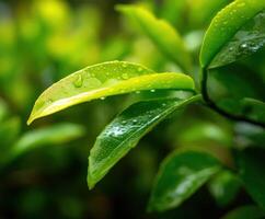 Fresh green leaves glistening with rain droplets photo