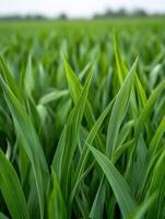 Vibrant green grass thrives in open field landscape photo