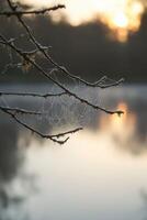 Frosty spider web glistening at sunrise in nature photo