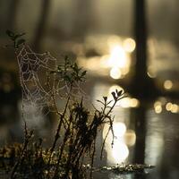 Morning light reveals spider web in wetland photo