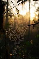 Morning sunlight highlighting a dew-covered spider web photo