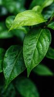 Green leaves glistening with raindrops in nature photo