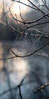 Delicate spider web glistening in the morning light photo