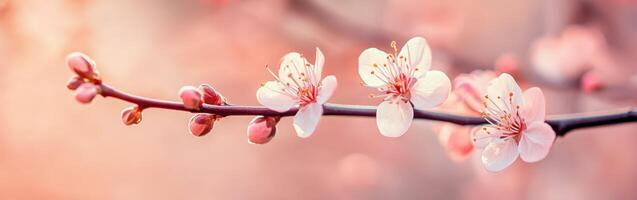Blossoming cherry tree branch in soft pastel light photo