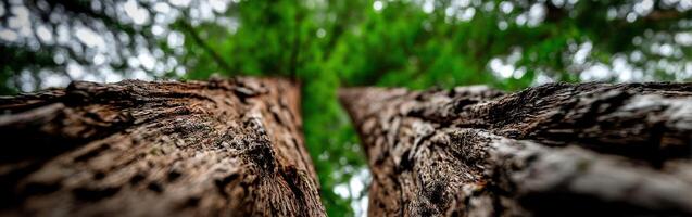 Tall trees reach towards the sky in peaceful forest photo