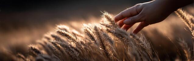 A person's hand is touching a wheat field photo