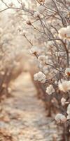 Blossoming trees through a serene pathway in spring photo