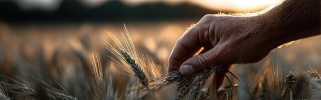 Hand harvesting wheat at sunset in a rural field photo