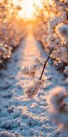 Blossoms glow during sunset in snowy orchard pathway photo
