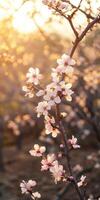 Blossoming cherry trees in golden sunset light photo