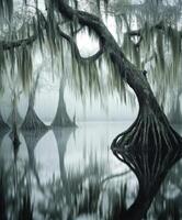 The swamp by james kennedy photo