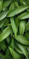 Fresh green leaves with droplets in natural setting photo