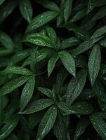 Lush green leaves covered in fresh rain droplets photo