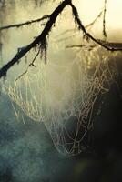 Delicate spider web glistening in soft morning light photo