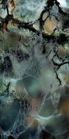 Spider web on a tree branch photo
