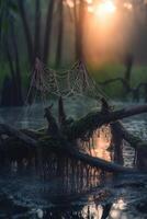 Mist-covered spider web glistens at dawn photo