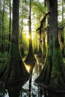 Sunlight filtering through cypress trees in a swamp photo