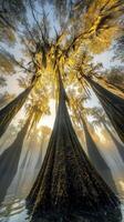 Majestic cypress trees rise above foggy water at dawn photo