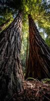 Tall trees reach for sunlight in a forest photo