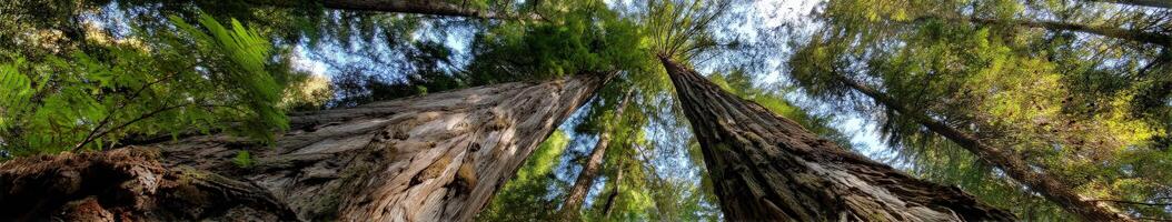 Majestic redwood trees tower above in serene forest photo