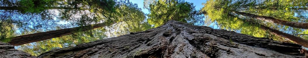 Tall trees reach towards the blue sky in forest photo