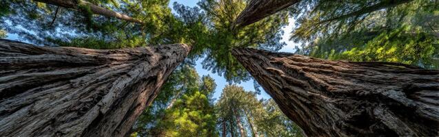Majestic redwood trees towering in the forest photo