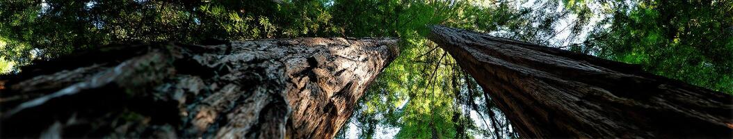 Majestic redwood trees tower over bright green canopy photo