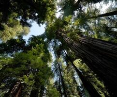 Giant trees reach towards a bright sky in the forest photo