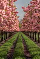 Cherry blossom trees lined along a green path photo
