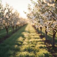 Blooming orchard showcases spring beauty and freshness photo