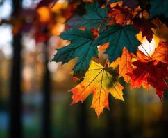 Colorful autumn leaves illuminated by sunlight photo