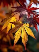 Vibrant maple leaves showcasing autumn colors photo