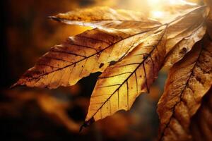 Golden autumn leaves shining in warm sunlight photo