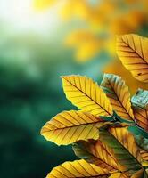 Golden leaves shining in the warm sunlight photo