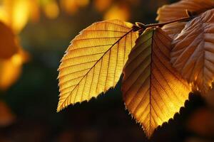 Illuminated leaves shine in autumn sunlight photo