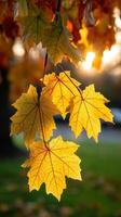 Golden autumn leaves illuminated by evening sunlight photo