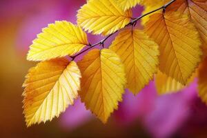 Bright yellow leaves highlighting autumn hues in nature photo