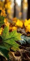 Colorful autumn leaves lying on the ground in nature photo