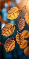 Beautiful autumn leaves shining in soft sunlight photo
