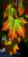 A close up of a leaf with red and green colors photo